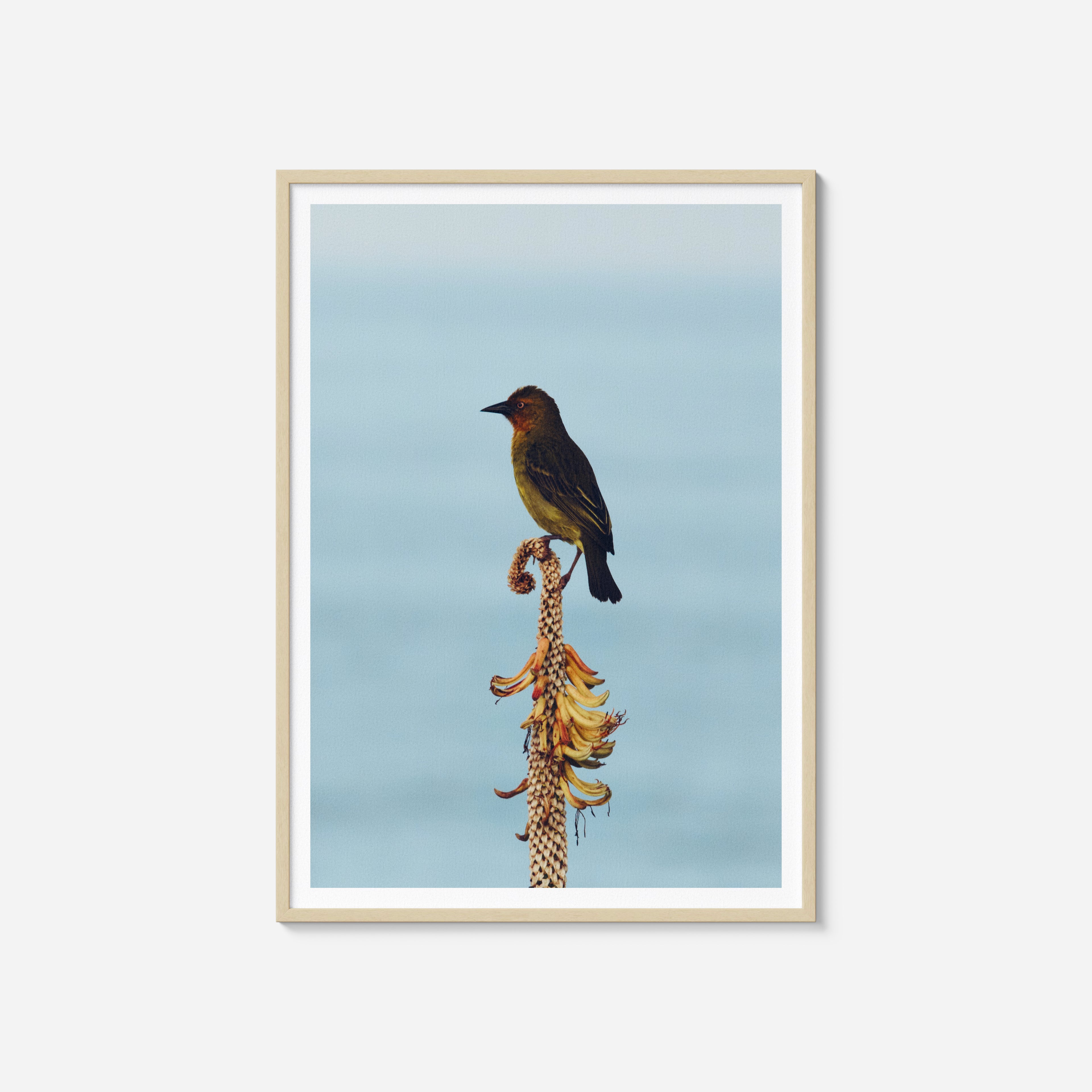 Gazing Weaver