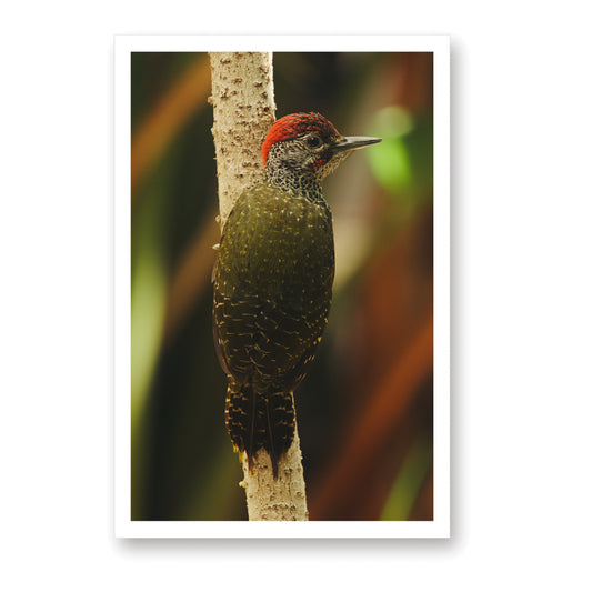 Red Crested Woodpecker