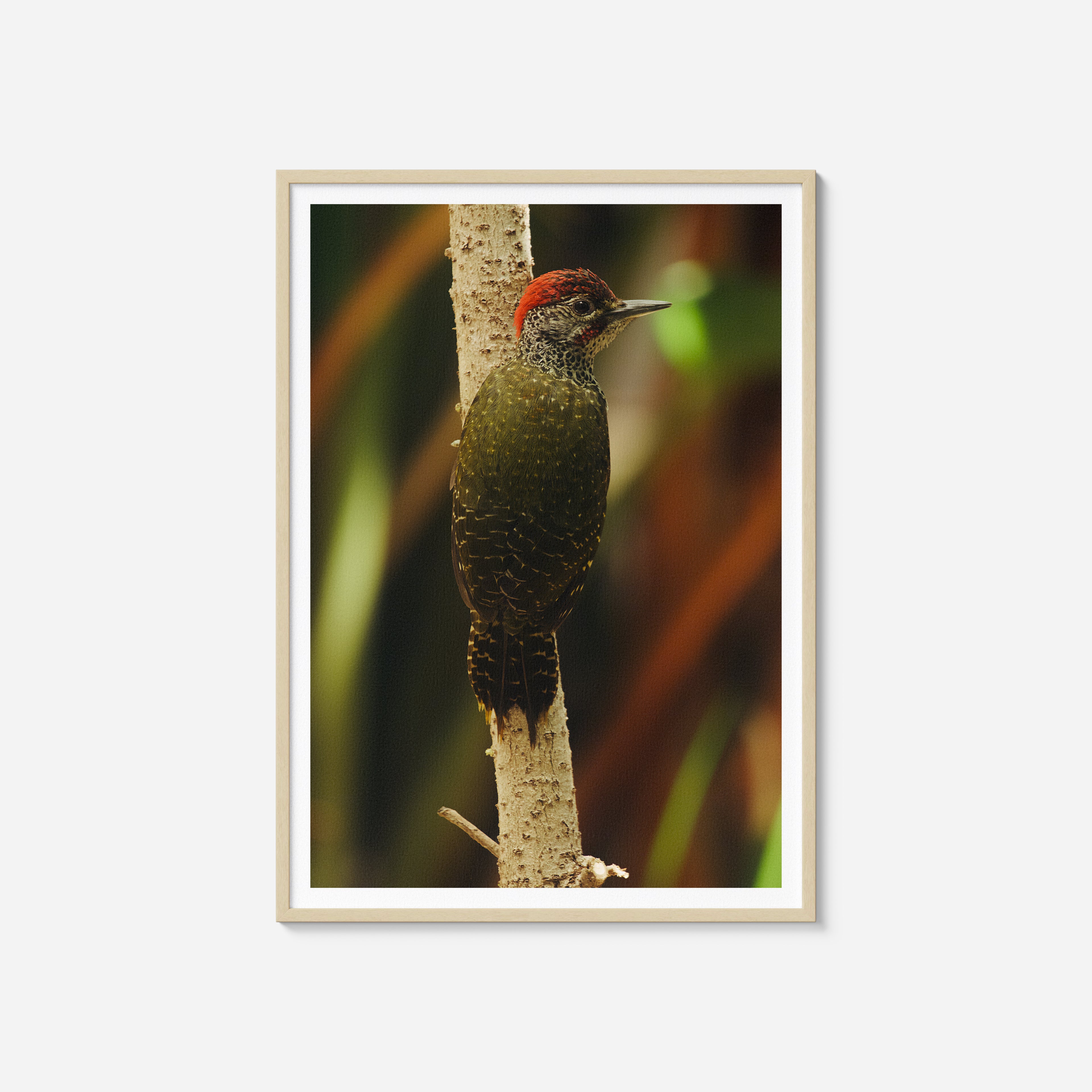 Red Crested Woodpecker